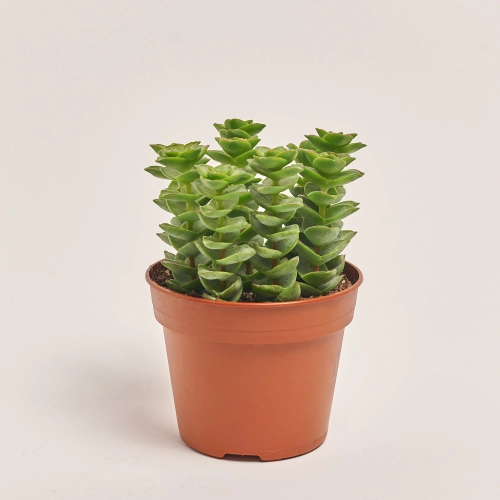 Красула Пер, артикул: 31739 Зображення товару Красула Пер, артикул: 31739