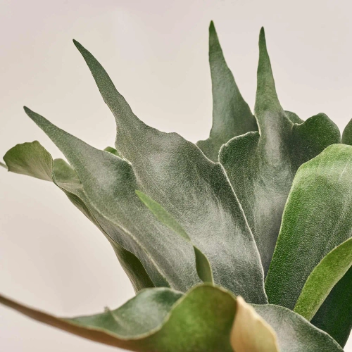 Зображення товару Папоротні мікс, артикул: 53276