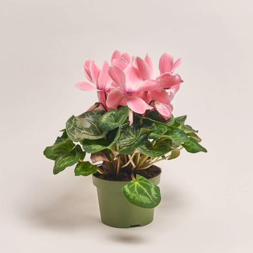 Зображення товару Цикламен Супер Мамос, артикул: 21951