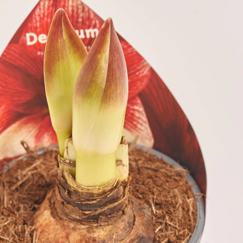 Зображення товару Амариліс Тоска 2ст., артикул: 54997