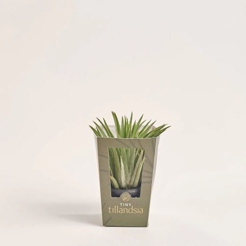 Зображення товару Тілландсія Іонанта Грін в кер., артикул: 57008