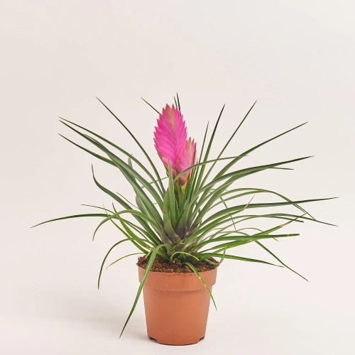 Зображення товару Тілландсія Аніта, артикул: 57157