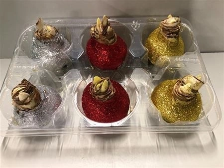 Амариліс мікс у воску, артикул: 22573 Зображення товару Амариліс мікс у воску, артикул: 22573