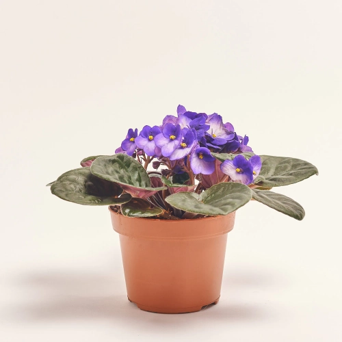 Зображення товару Сенполія мікс, артикул: 18381