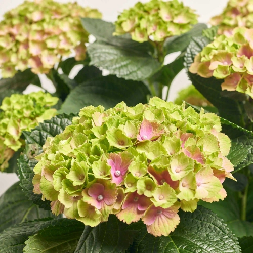 Гортензія Революшн Аметист 10ст., артикул: 57193 Зображення товару Гортензія Революшн Аметист 10ст., артикул: 57193