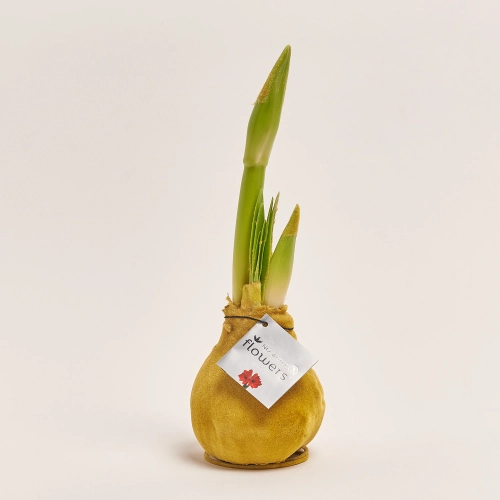 Зображення товару Амариліс "Вельвет Тач" Голд, артикул: 54181