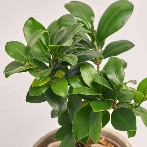 Фікус мікрокарпа Гінсенг в кер., артикул: 46188 Зображення товару Фікус мікрокарпа Гінсенг в кер., артикул: 46188