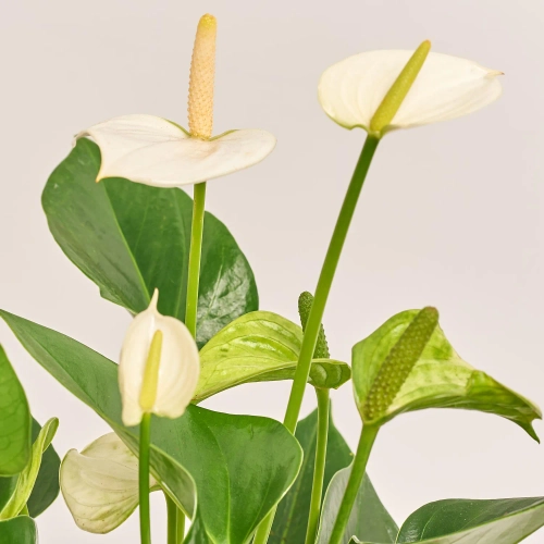 Зображення товару Антуріум мікс, артикул: 56719