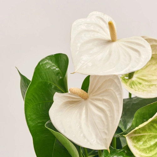 Зображення товару Антуріум Альпін, артикул: 55434