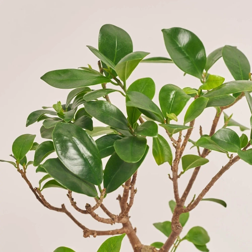 Зображення товару Фікус мікрокарпа Гінсенг в кер., артикул: 30603