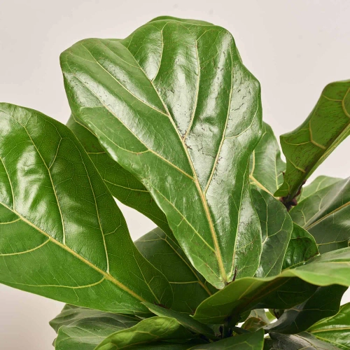 Зображення товару Фікус Лірата, артикул: 18058