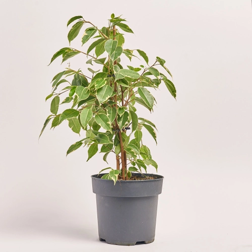 Фікус бе Голден Кінг, артикул: 45961 Зображення товару Фікус бе Голден Кінг, артикул: 45961