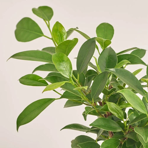 Бонсай в кер., артикул: 17924 Зображення товару Бонсай в кер., артикул: 17924