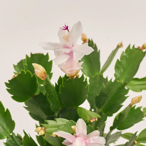 Зображення товару Шлюмбергера мікс, артикул: 1309