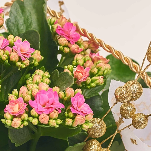 Зображення товару Каланхоє мікс у подарунковому пакеті, артикул: 53596