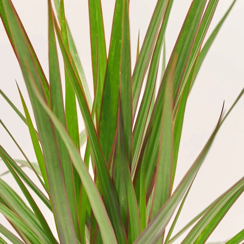 Драцена Маргіната 2ст., артикул: 17217 Зображення товару Драцена Маргіната 2ст., артикул: 17217