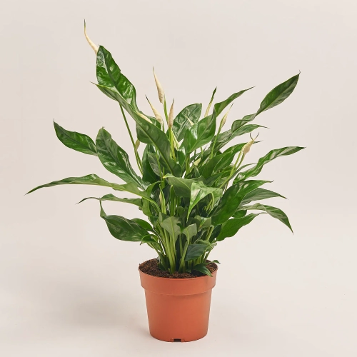 Зображення товару Спатифіллум Світ Куріоза, артикул: 37487