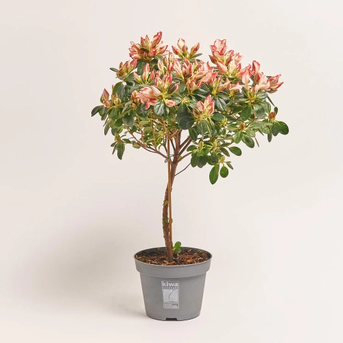 Зображення товару Азалія Сачсенстер штамбова, артикул: 37196