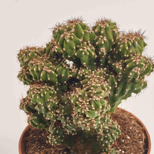 Зображення товару Кактус мікс, артикул: 46255