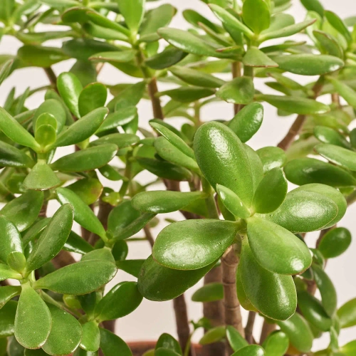 Красула Овата, артикул: 53875 Зображення товару Красула Овата, артикул: 53875