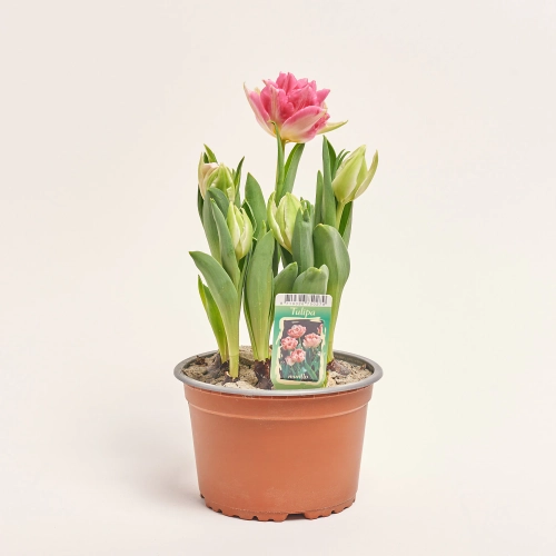 Тюльпан мікс, артикул: 56728 Зображення товару Тюльпан мікс, артикул: 56728