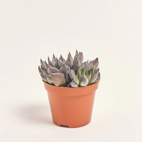 Зображення товару Ехеверія мікс, артикул: 33840