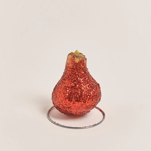 Амариліс мікс у воску гліттер, артикул: 53454 Зображення товару Амариліс мікс у воску гліттер, артикул: 53454