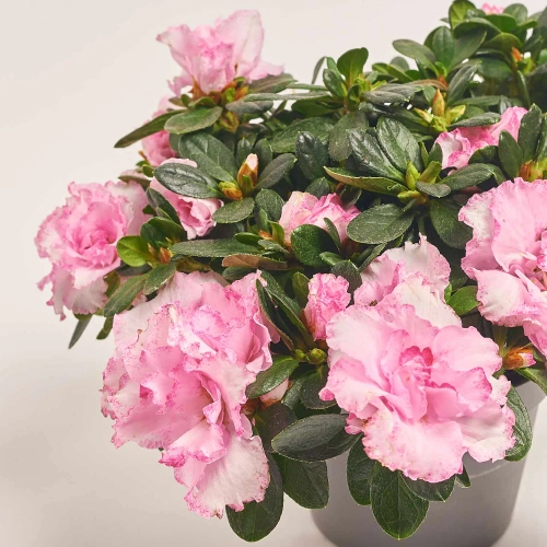 Азалія мікс, артикул: 25143 Зображення товару Азалія мікс, артикул: 25143