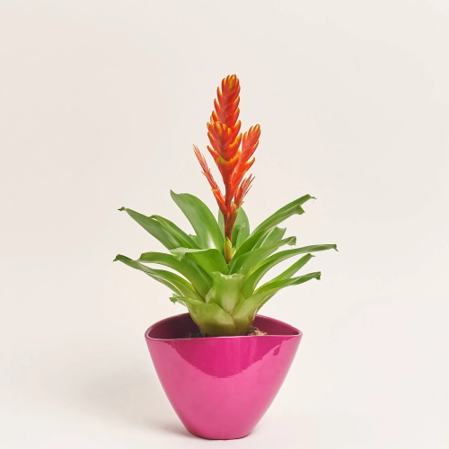 Зображення товару Врієзія та Кашпо Сет 212, артикул: 46281