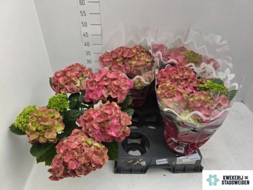 Зображення товару Гортензія червоно-зелена 7ст., артикул: 56535