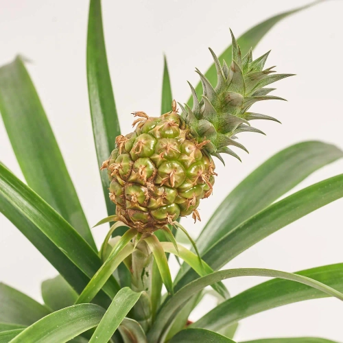 Зображення товару Ананас Росіта в кер., артикул: 56434