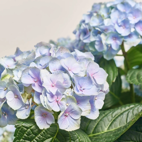 Зображення товару Гортензія блакитна 15ст., артикул: 56891