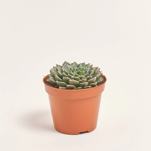 Зображення товару Ехеверія мікс, артикул: 33840