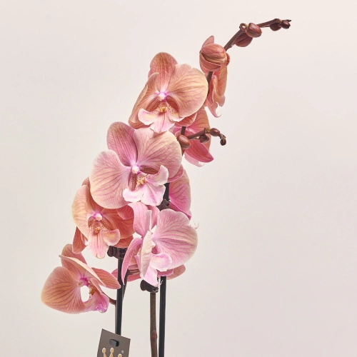 Фаленопсис 2ст. мікс, артикул: 18519 Зображення товару Фаленопсис 2ст. мікс, артикул: 18519