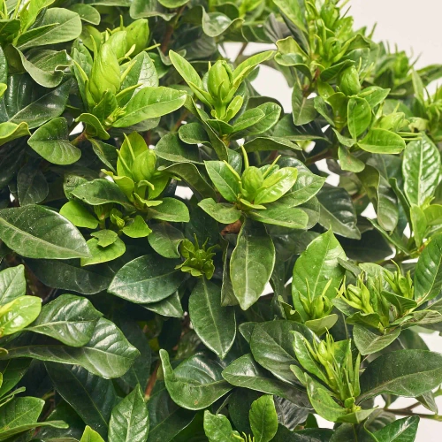 Зображення товару Гарденія, артикул: 57155