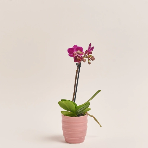 Зображення товару Фаленопсис міні в кер.і 1ст., артикул: 2716