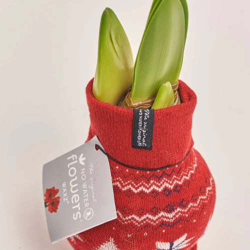 Зображення товару Амариліс "Фешн Нордік", артикул: 54805