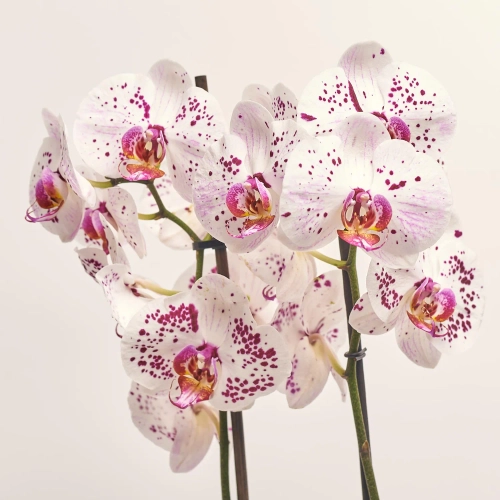 Зображення товару Фаленопсис 2ст. мікс, артикул: 19290