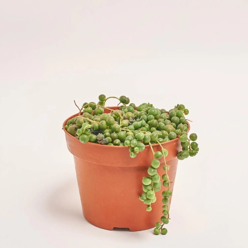 Зображення товару Сенеціо Геррейна, артикул: 57464