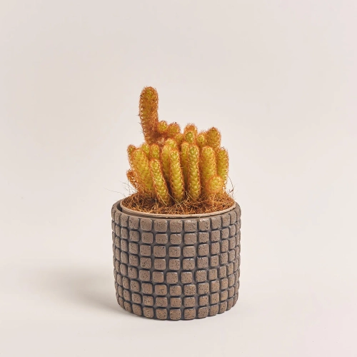 Зображення товару Кактус мікс в кер., артикул: 56882