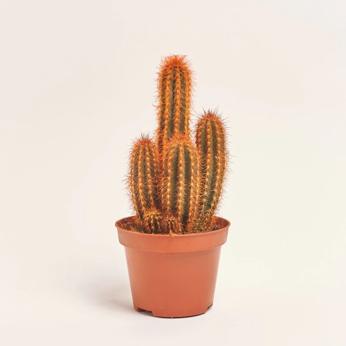 Зображення товару Кактус Рейнбов, артикул: 4792