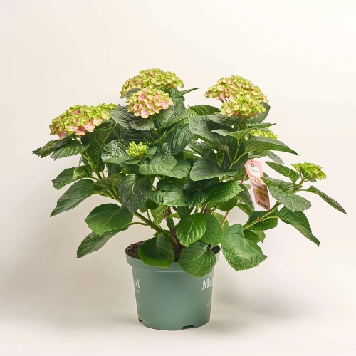 Гортензія Революшн Аметист 10ст., артикул: 57193 Зображення товару Гортензія Революшн Аметист 10ст., артикул: 57193