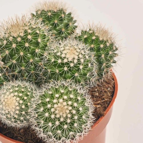 Зображення товару Кактус мікс, артикул: 25671