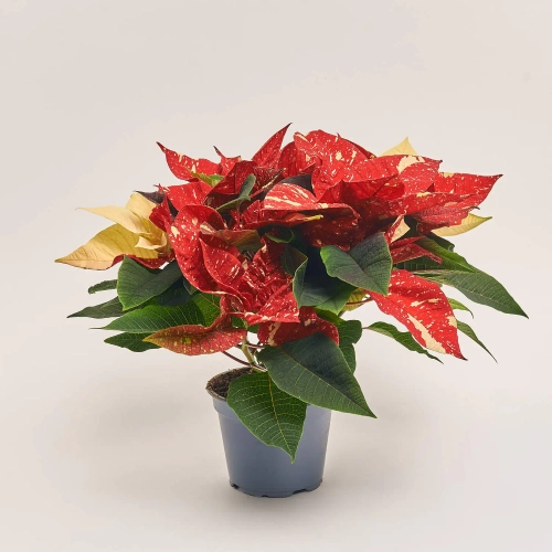 Пуансетія Супер Глітер, артикул: 53955 Зображення товару Пуансетія Супер Глітер, артикул: 53955