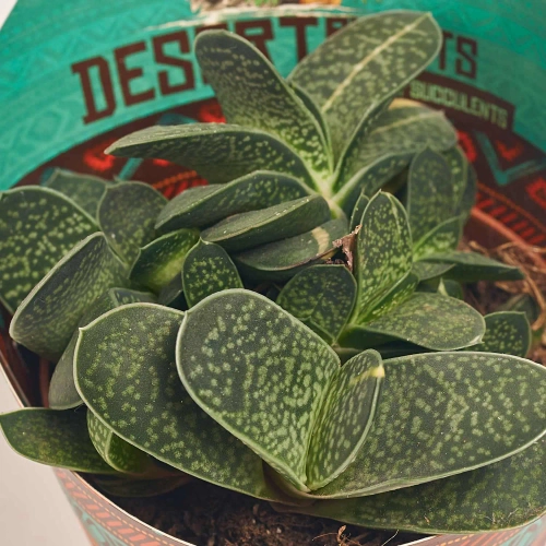 Зображення товару Алоє мікс, артикул: 46262