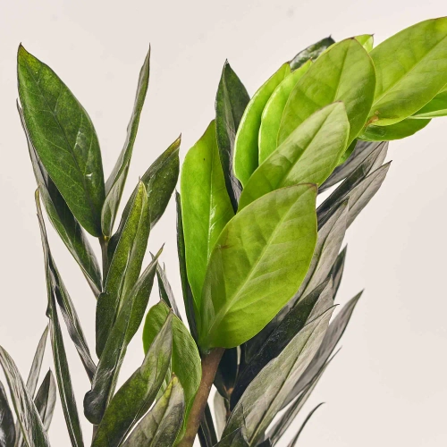 Заміокулькас Равен 5ст., артикул: 52289 Зображення товару Заміокулькас Равен 5ст., артикул: 52289