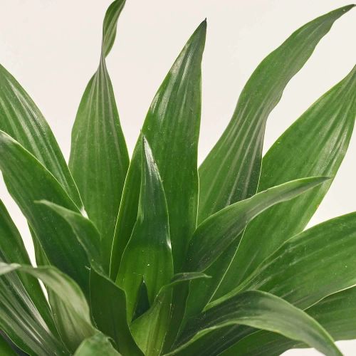 Зображення товару Драцена Фраг Компакта 1ст., артикул: 57434