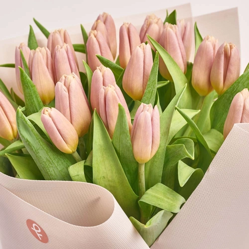 Зображення товару Букет 25 Бежевих Тюльпанів F597, артикул: 45968