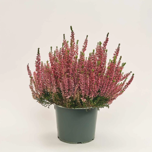 Калуна мікс, артикул: 52470 Зображення товару Калуна мікс, артикул: 52470