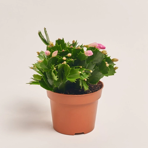 Зображення товару Шлюмбергера мікс, артикул: 41536